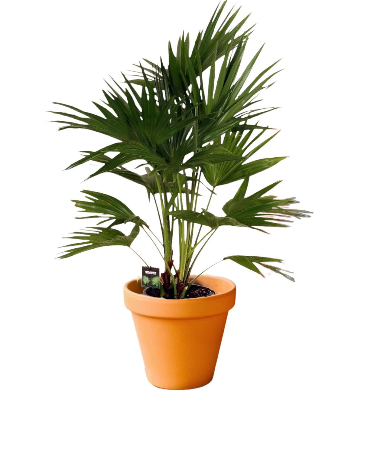 Livraison plante Livistona Chinensis