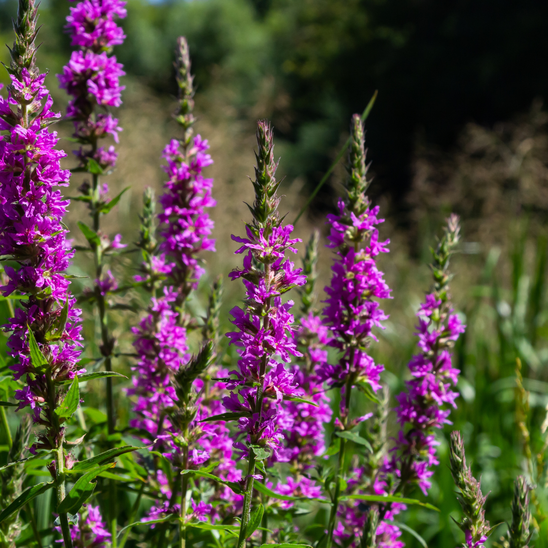 Livraison plante Lythrum salicaire