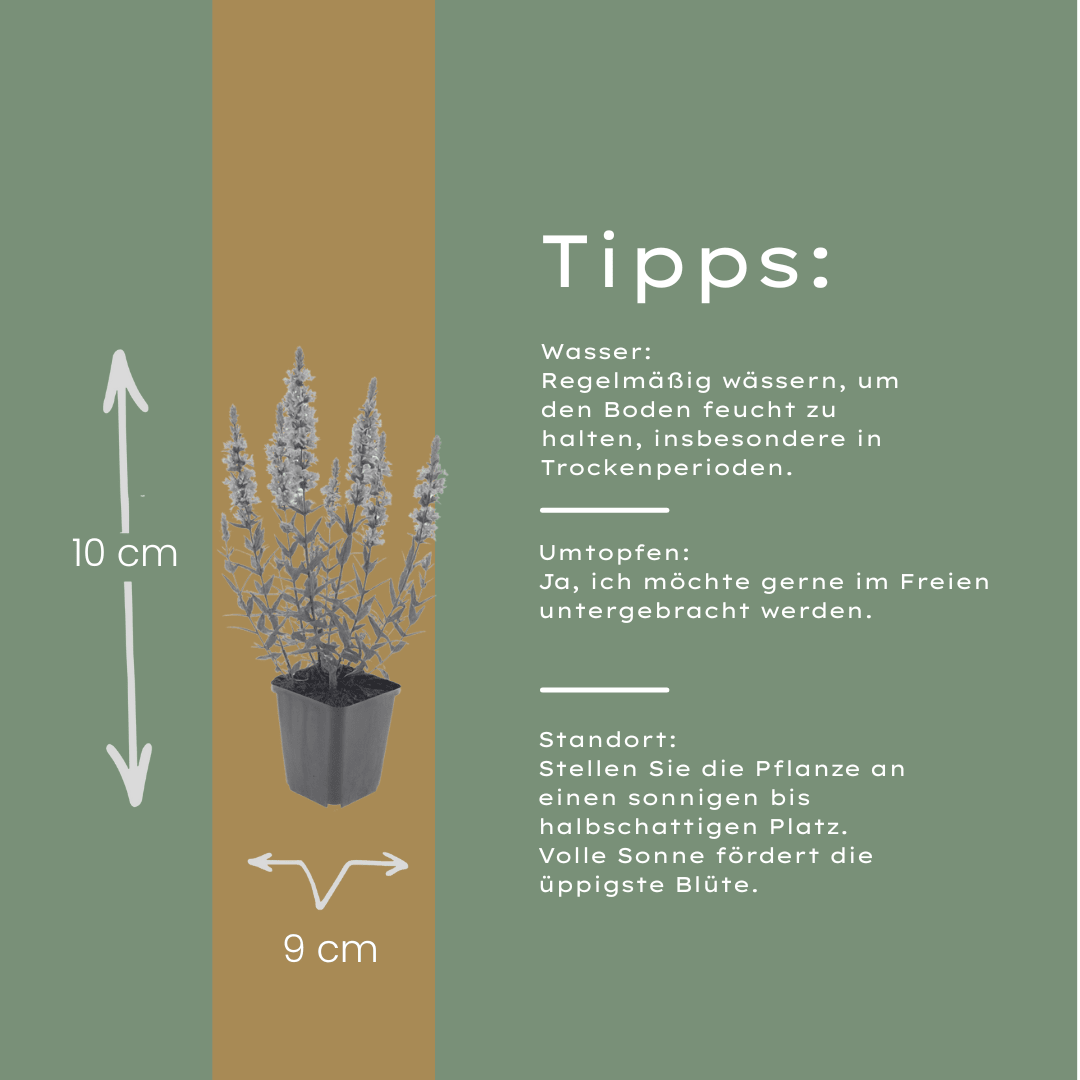 Livraison plante Lythrum salicaire