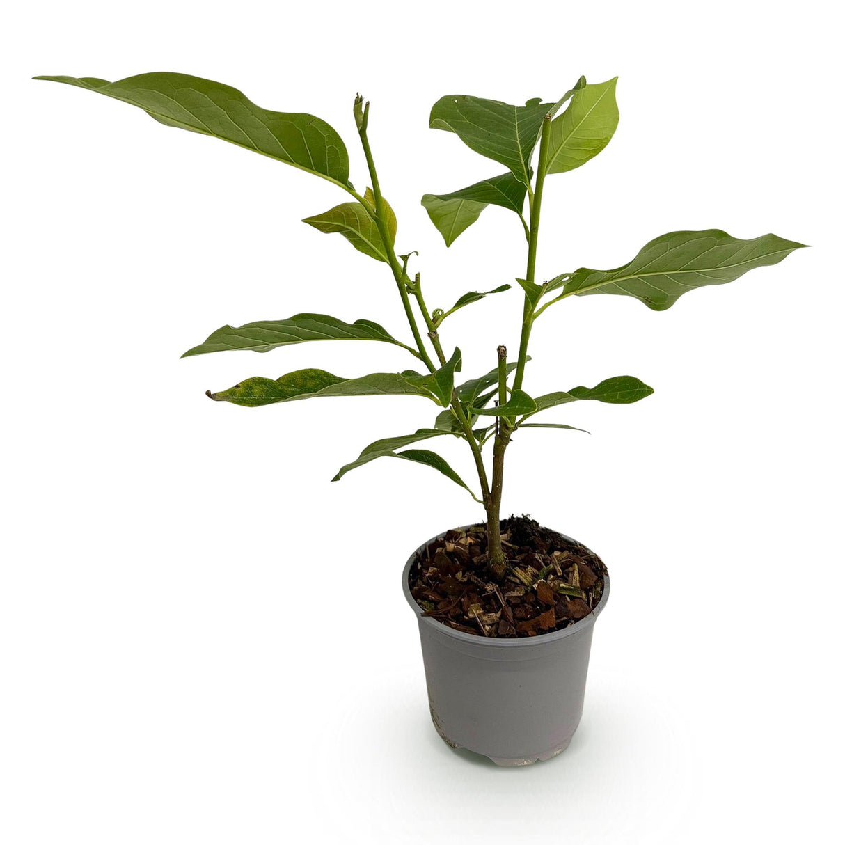 Livraison plante Magnolia Betty – Lot de 1 – Pot 12 cm – Hauteur 30 cm
