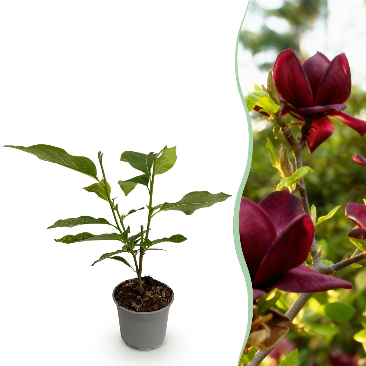 Livraison plante Magnolia Genie – Lot de 1 – Pot 12 cm – Hauteur 30 cm