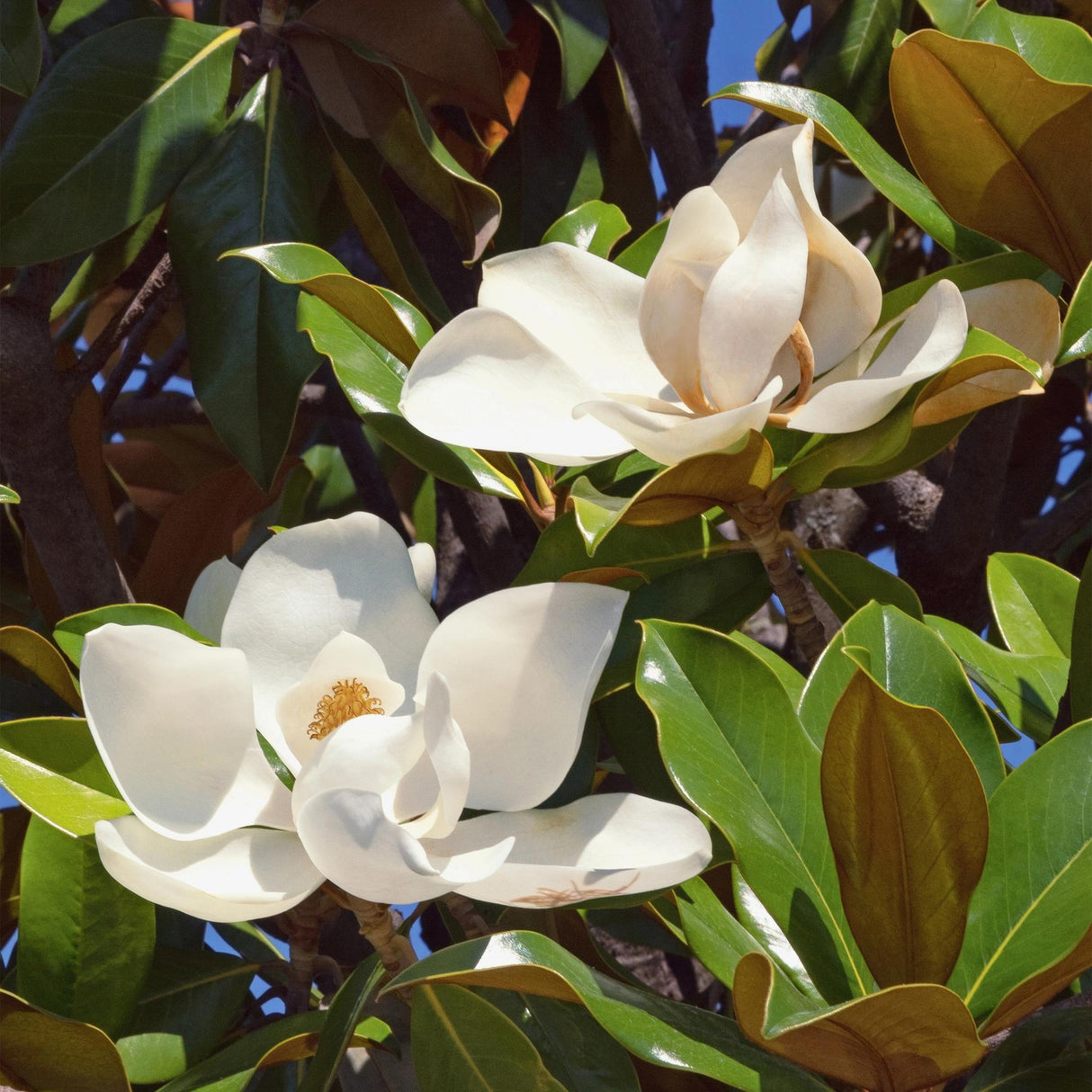Livraison plante Magnolia grandiflora – Lot de 3 – Hauteur 30 cm