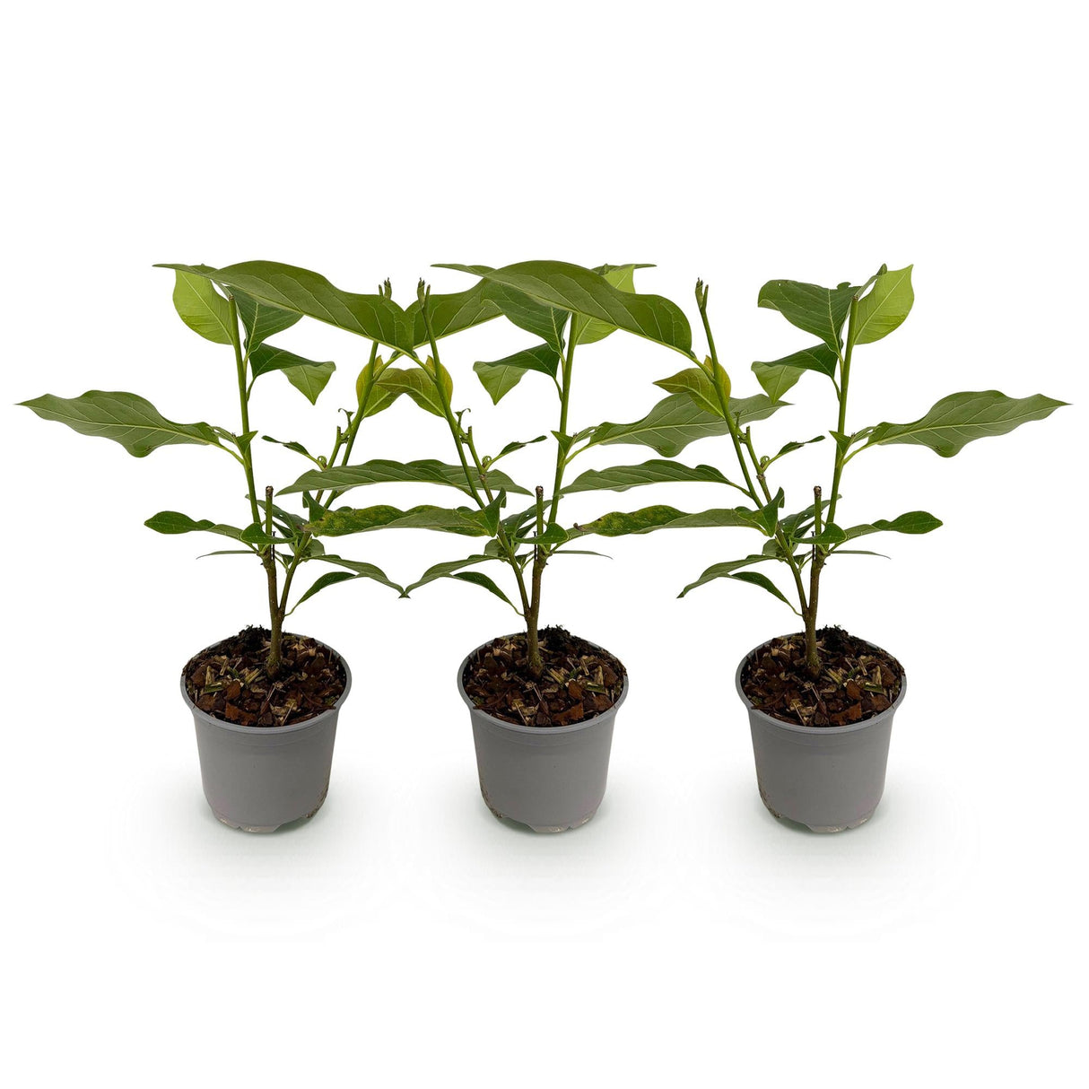 Livraison plante Magnolia stellata Royal Star – Lot de 3 – Hauteur 30 cm