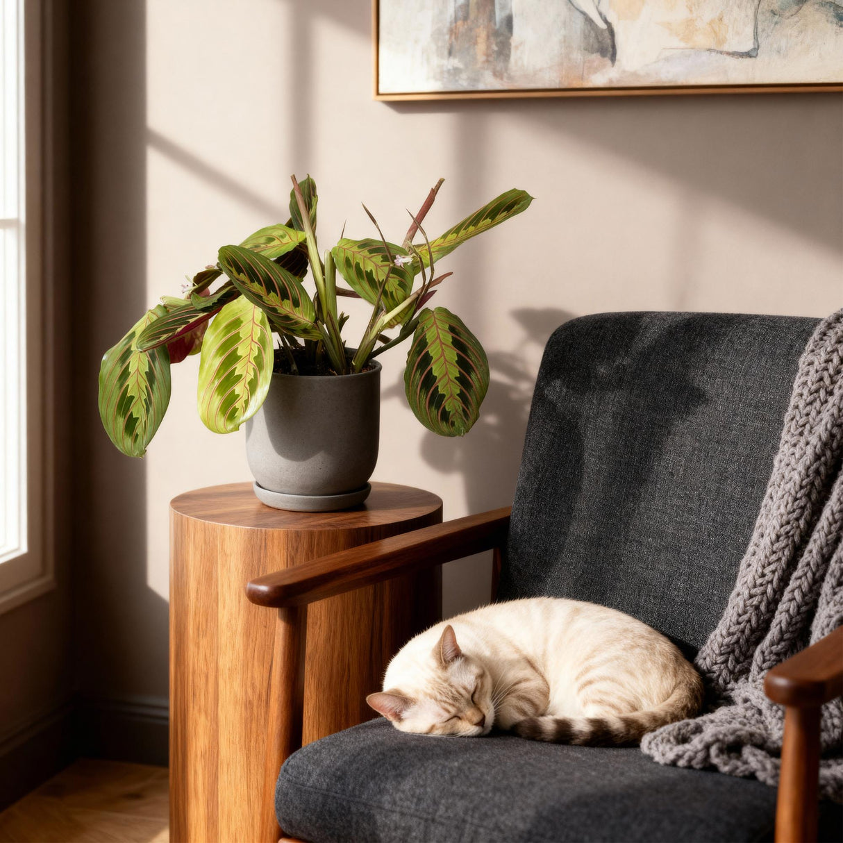 Livraison plante Maranta Fascinator