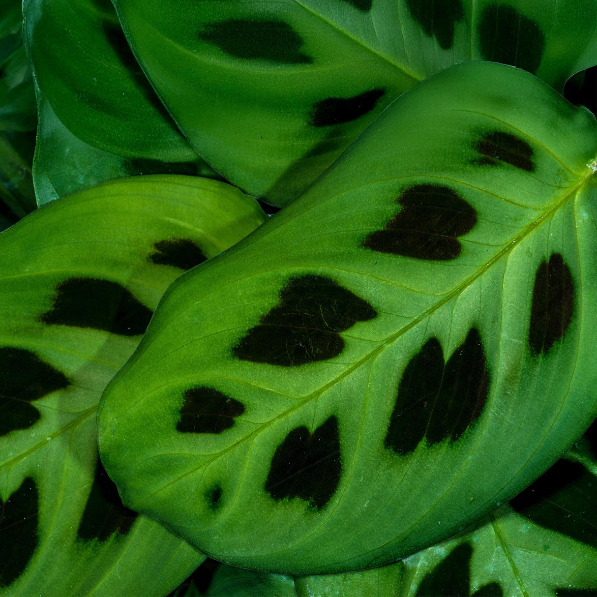 Livraison plante Maranta Fascinator Kerchoveana