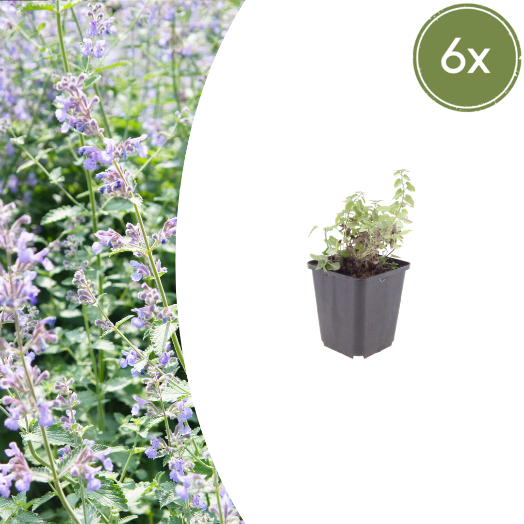 Livraison plante Menthe des chats Nepeta