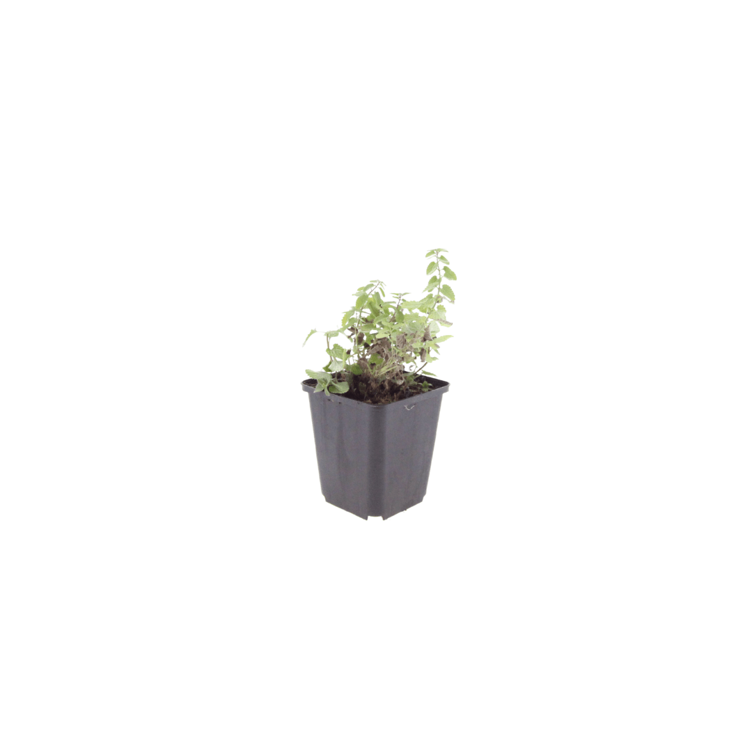 Livraison plante Menthe des chats Nepeta