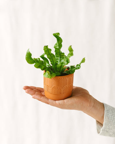 Mini Asplenium Crujiente