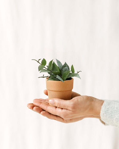 Mini Hoya Krohniana Esquimal