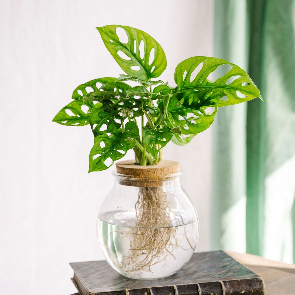 Monstera adansonii en Hidrocultivo