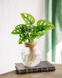 Livraison plante Monstera adansonii en hydroculture