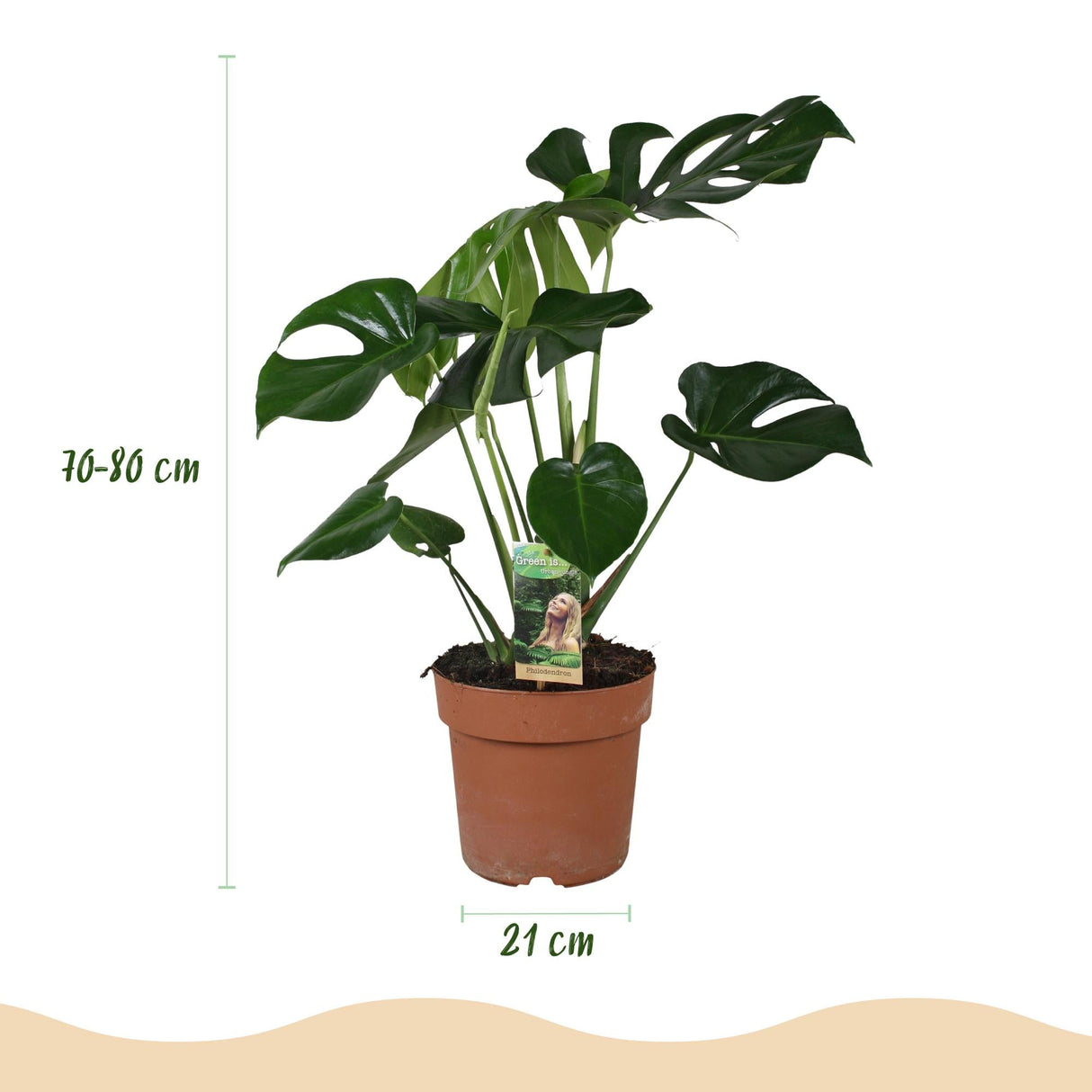 Livraison plante Monstera Deliciosa
