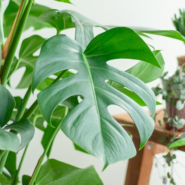 Livraison plante Monstera Deliciosa XL met Torun mand - 120cm - Ø24