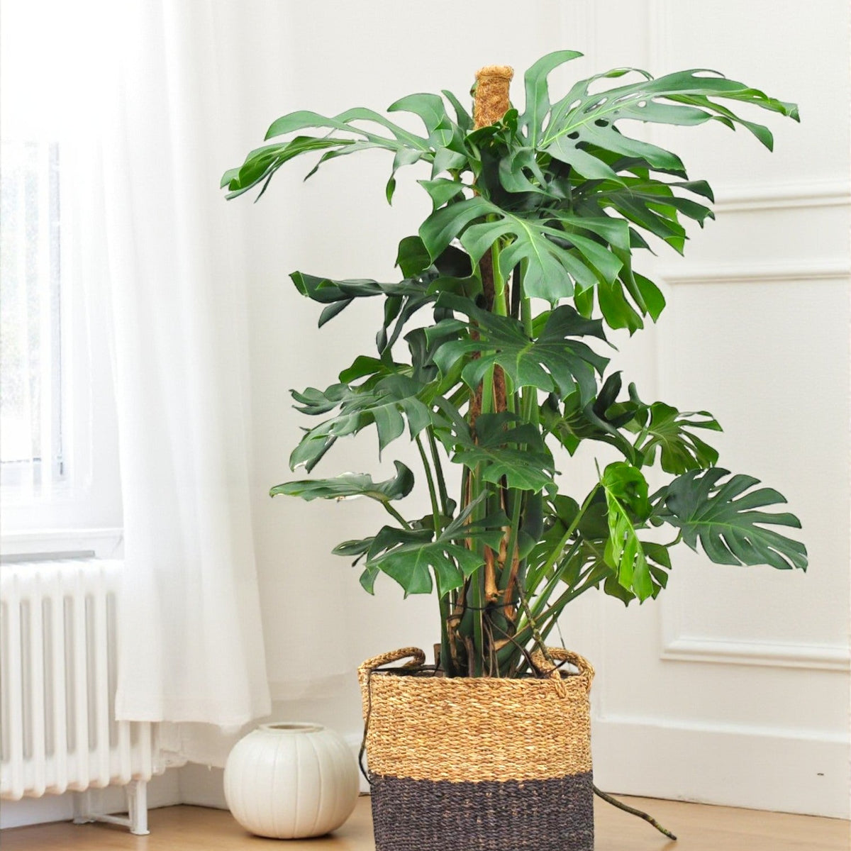 maceta para monstera deliciosa Monstera Deliciosa XXL