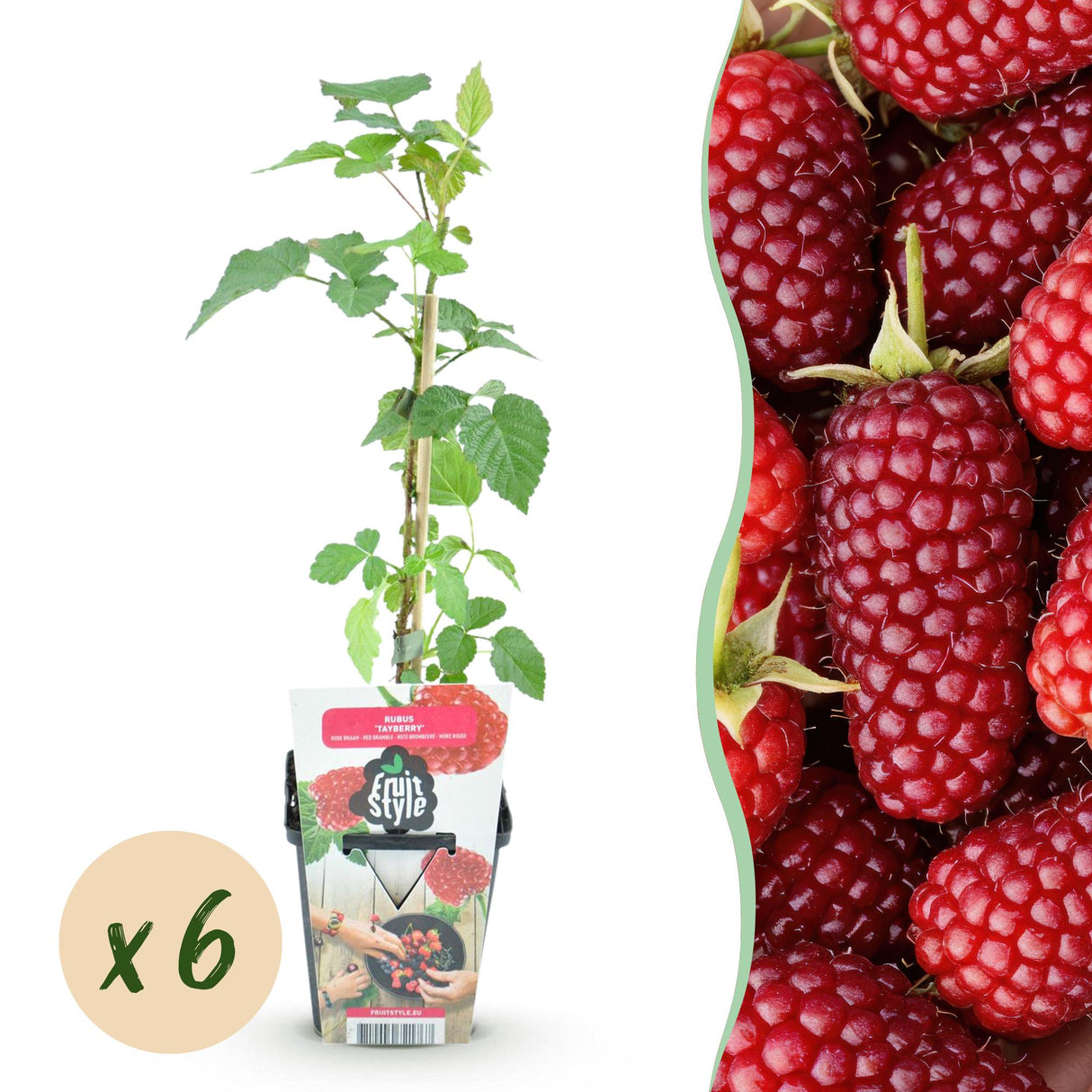 Livraison plante Mûrier - framboisier Tayberry x3
