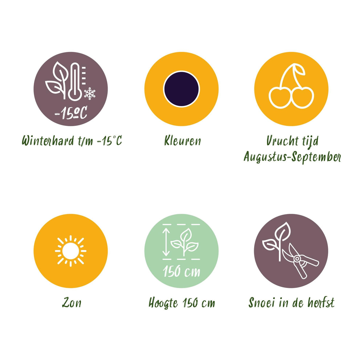 Livraison plante Mûrier Rubus Black Satin – Lot de 6 – Pot 9 cm