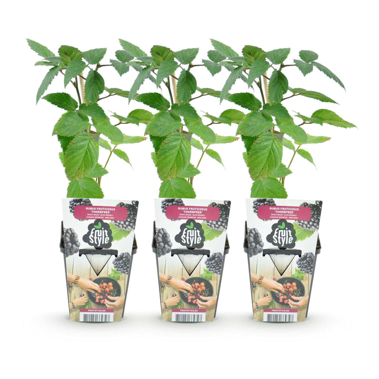 Livraison plante Mûrier sans épines Thornfree – Lot de 3 – Pot 9 cm