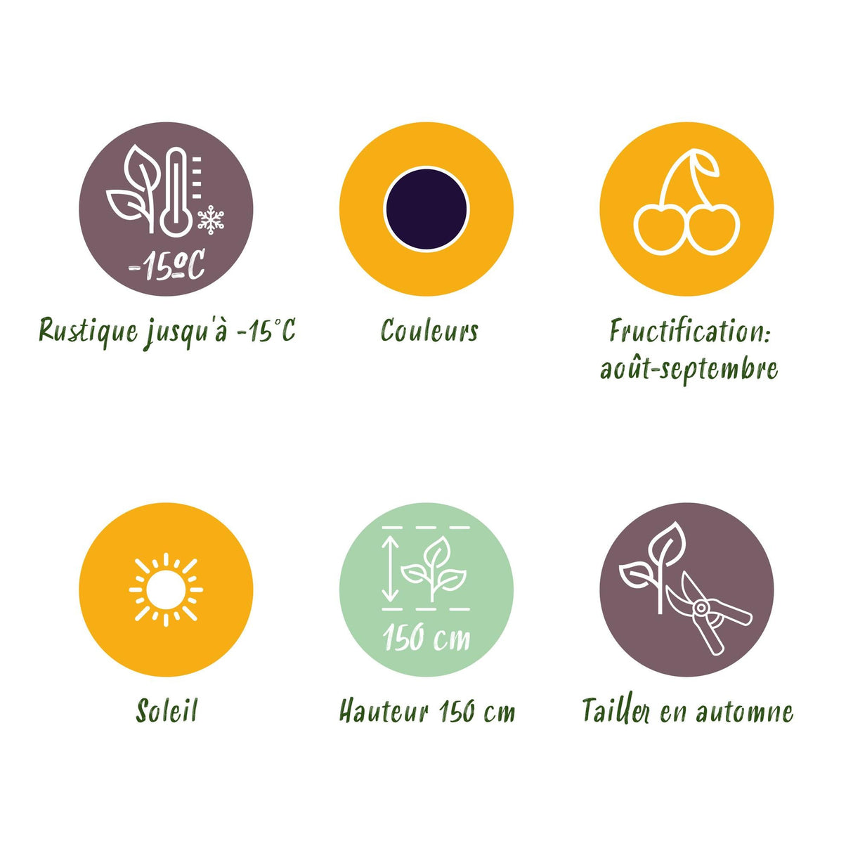 Livraison plante Mûrier Thornfree – Lot de 6 – Pot 9 cm