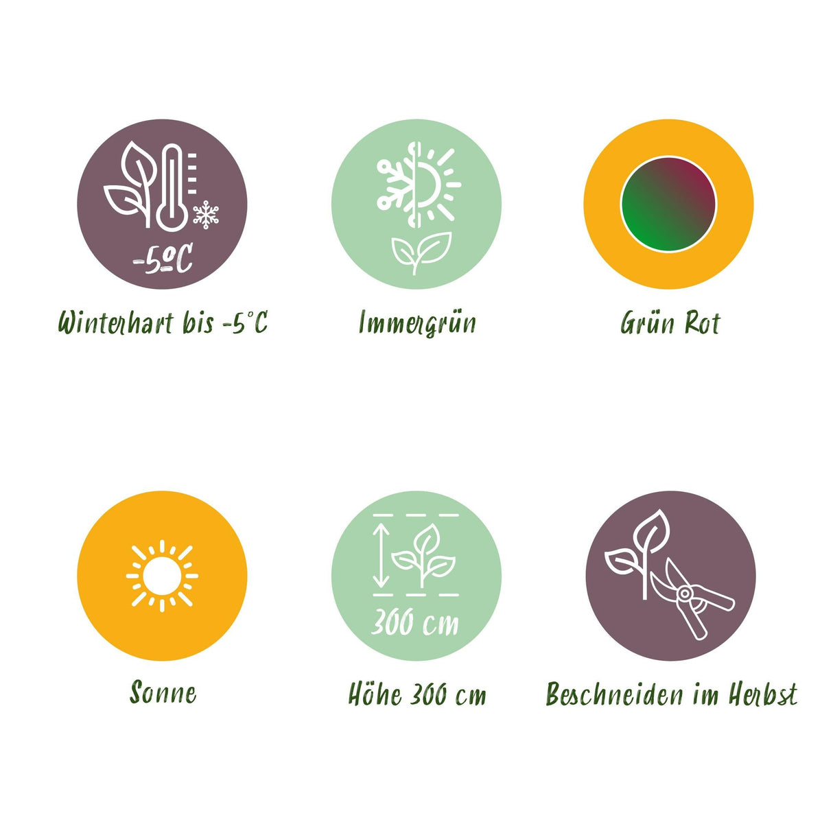 Livraison plante Musa sikkimensis Red Tiger – Lot de 2 – Pot 17 cm