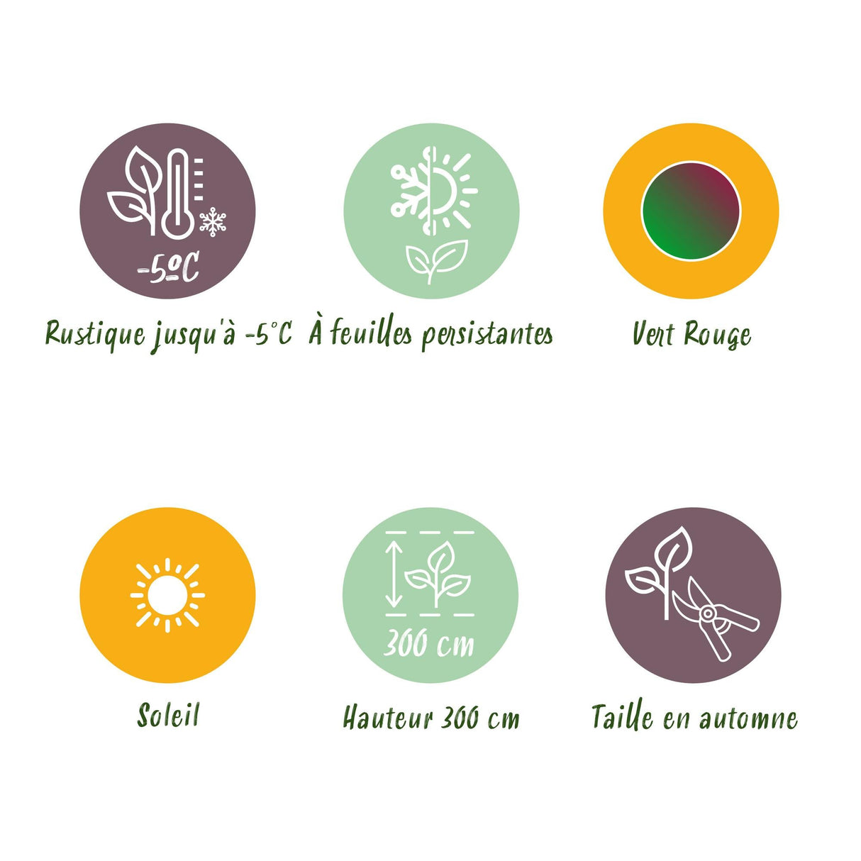 Livraison plante Musa sikkimensis Red Tiger – Lot de 4 – Pot 17 cm