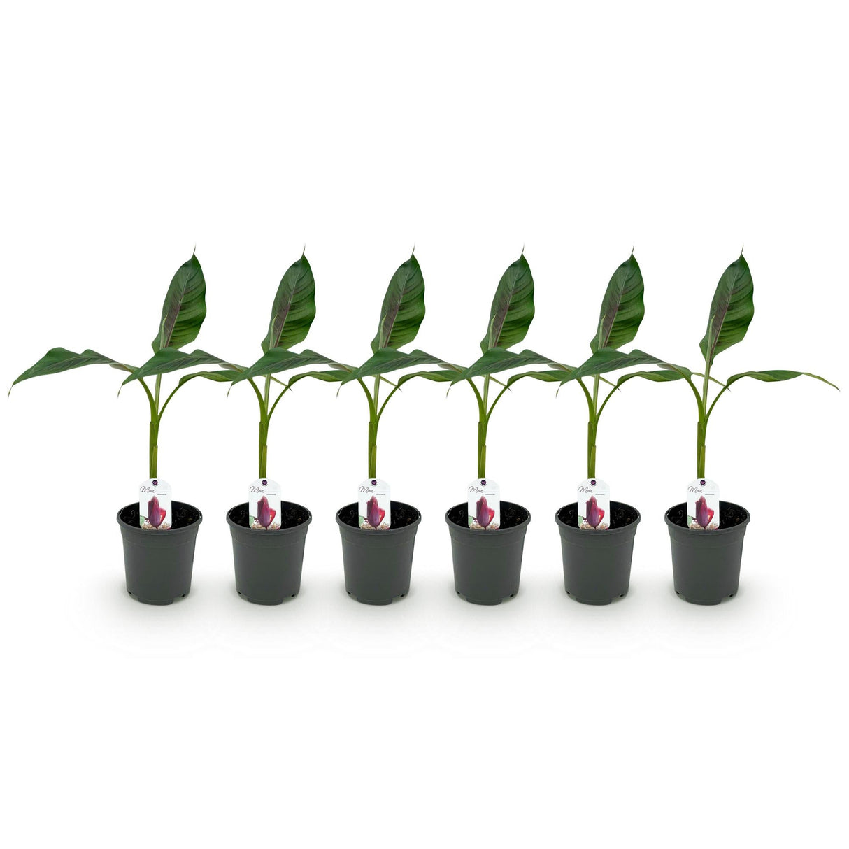 Livraison plante Musa sikkimensis Red Tiger – Lot de 6 – Pot 17 cm