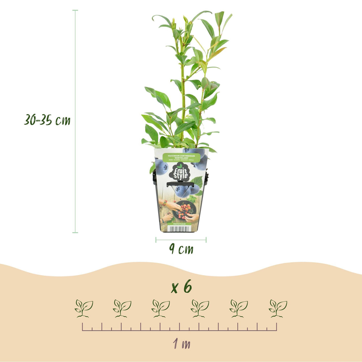 Livraison plante Myrtille Northland – Lot de 3 – Pot 9 cm