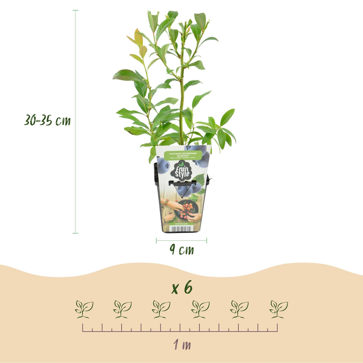 Livraison plante Myrtillier Bluegold – Lot de 3 – Pot 9 cm