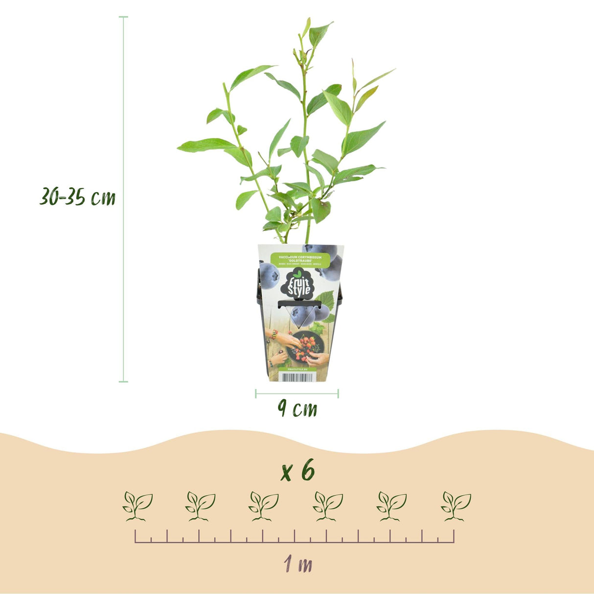 Livraison plante Myrtillier Goldtraube – Lot de 3 – Pot 9 cm
