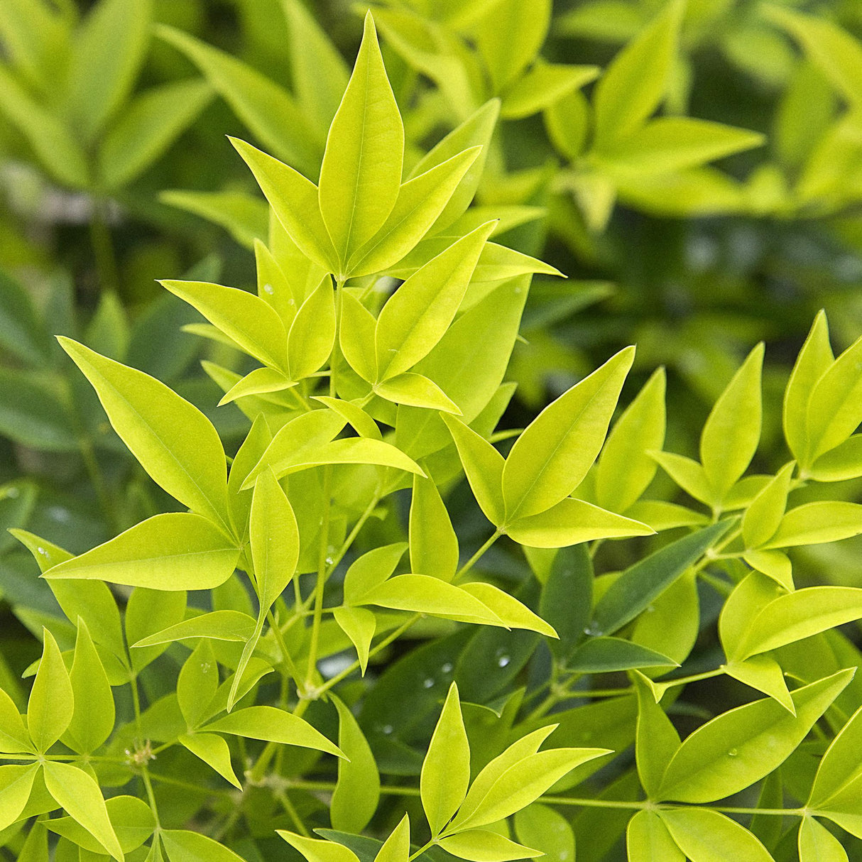 Livraison plante Nandina domestica Lemon & Lime – Lot de 2 – Pot 17 cm – Hauteur 45 cm