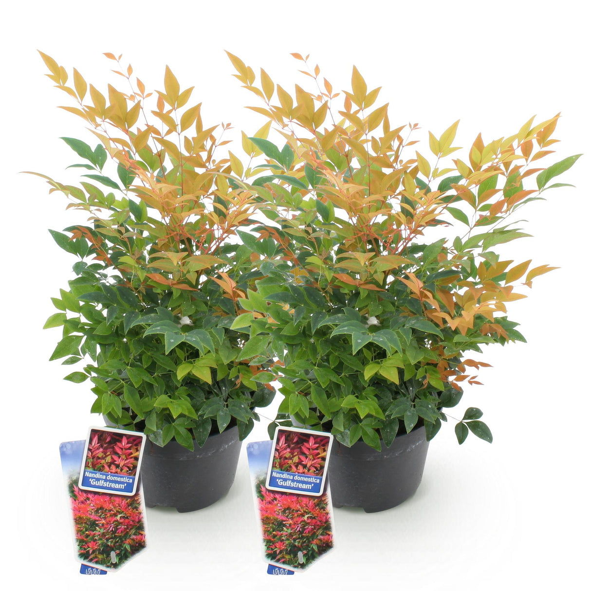 Livraison plante Nandina Gulfstream – Lot de 2 – Pot 17 cm – Hauteur 45 cm