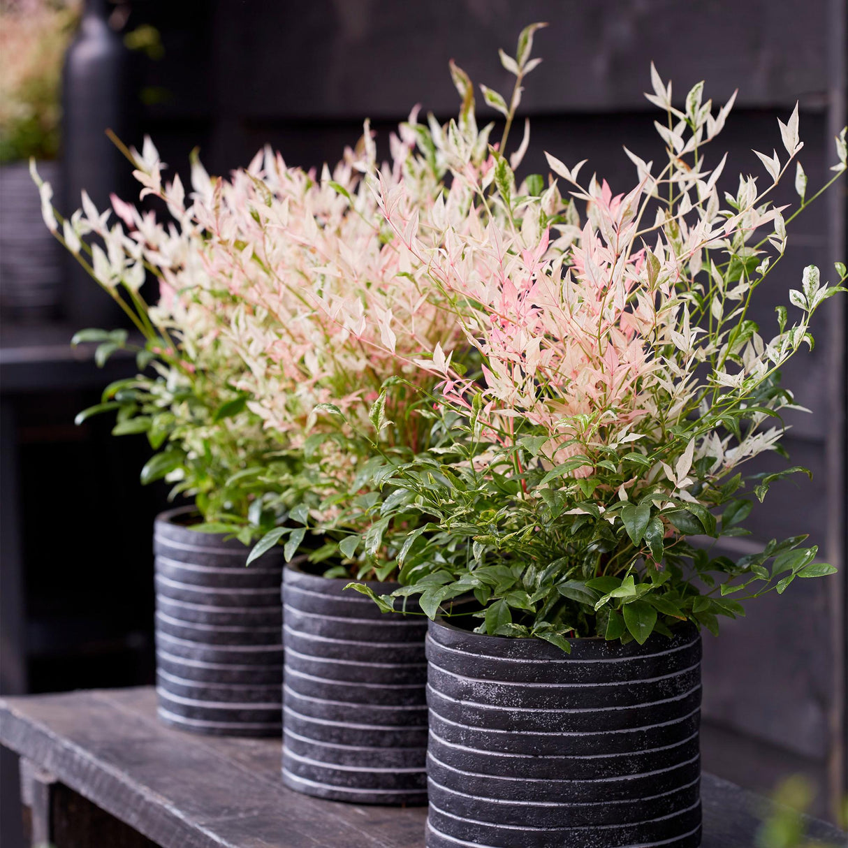 Livraison plante Nandina Twilight – Lot de 1 – Pot 17 cm – Hauteur 45 cm