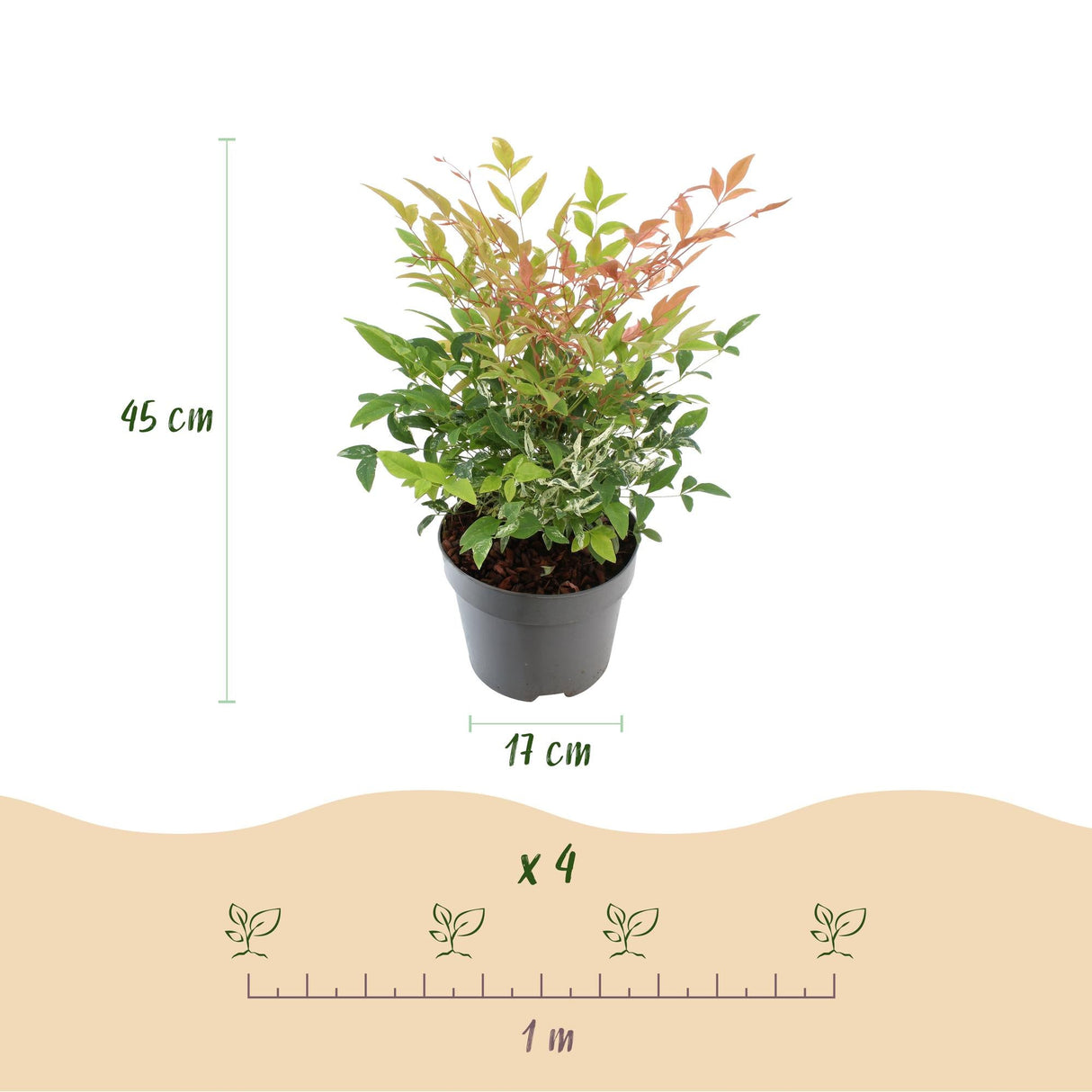 Livraison plante Nandina Twilight – Lot de 2 – Pot 17 cm – Hauteur 45 cm