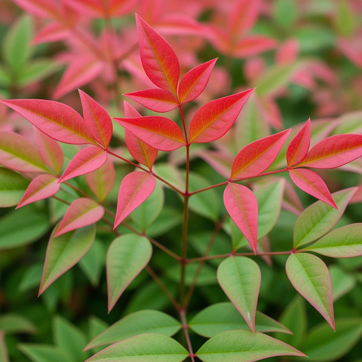 Livraison plante Nandine domestica Obsessed – Lot de 1 – Pot 17 cm
