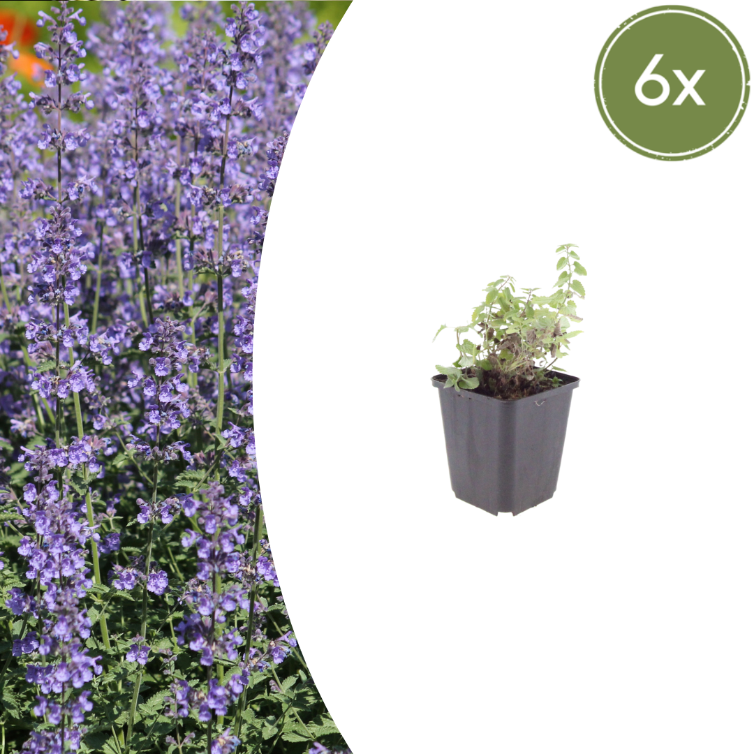 Livraison plante Nepètes