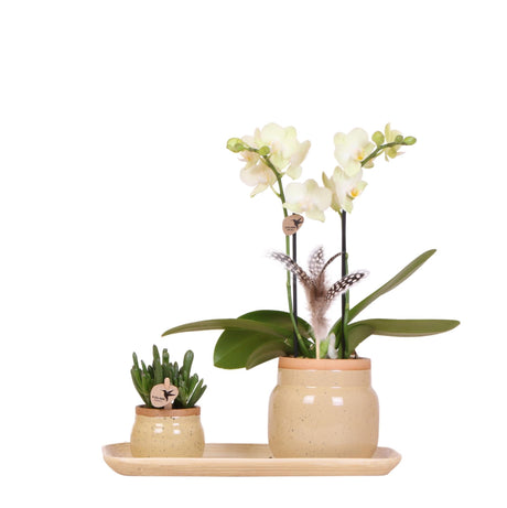Livraison plante Orchidée jaune et plante verte en pots kaki vintage sur plateau bambou