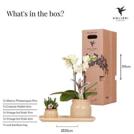 Livraison plante Orchidée jaune et plante verte en pots kaki vintage sur plateau bambou