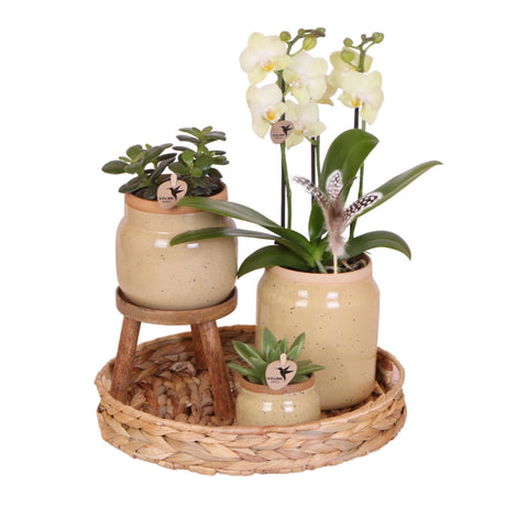 Livraison plante Orchidée Phalaenopsis Jaune et Plante Verte en Pot Vintage