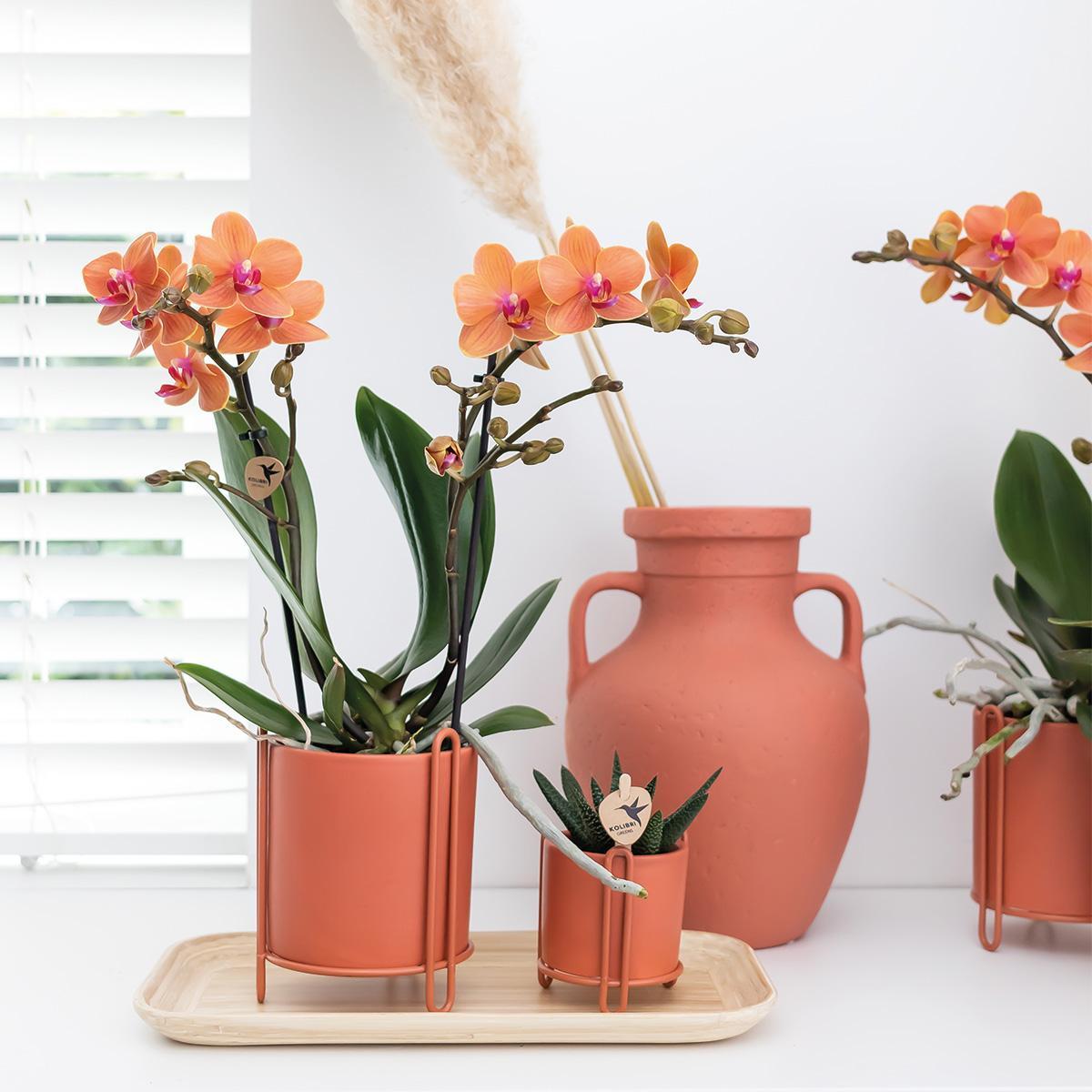 Livraison plante Orchidée Phalaenopsis orange - Ø9cm - plante d'intérieur fleurie