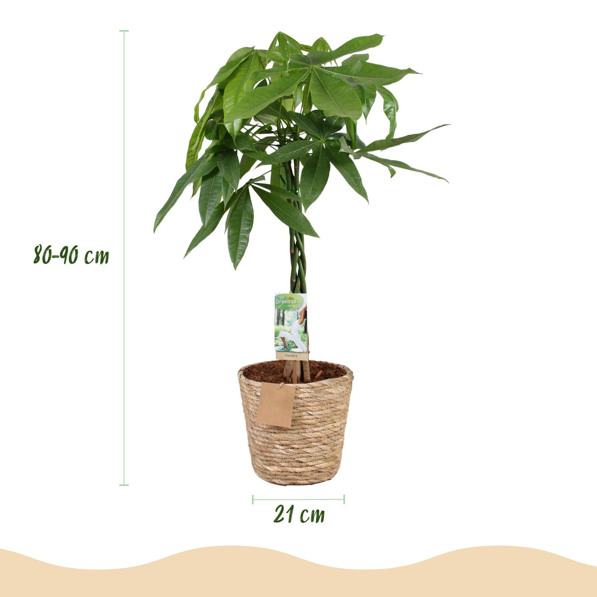 Livraison plante Pachira Aquatica et panier H90cm