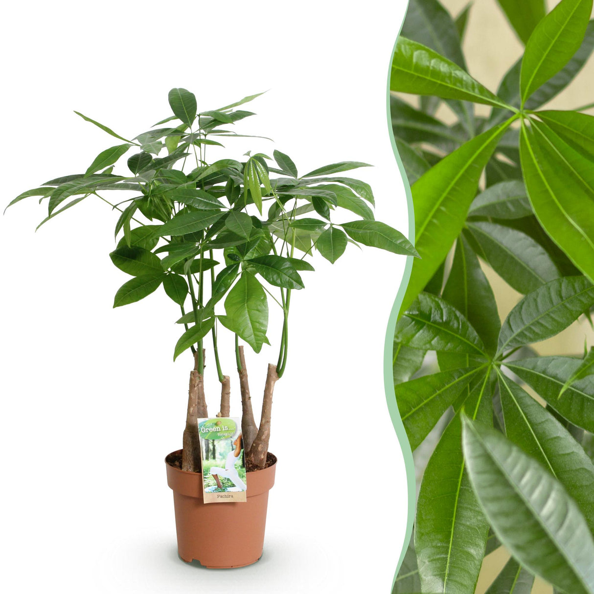 Livraison plante Pachira Aquatica multi - tiges