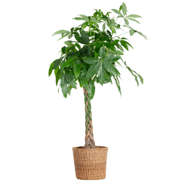 Livraison plante Pachira Aquatica XL et son pot