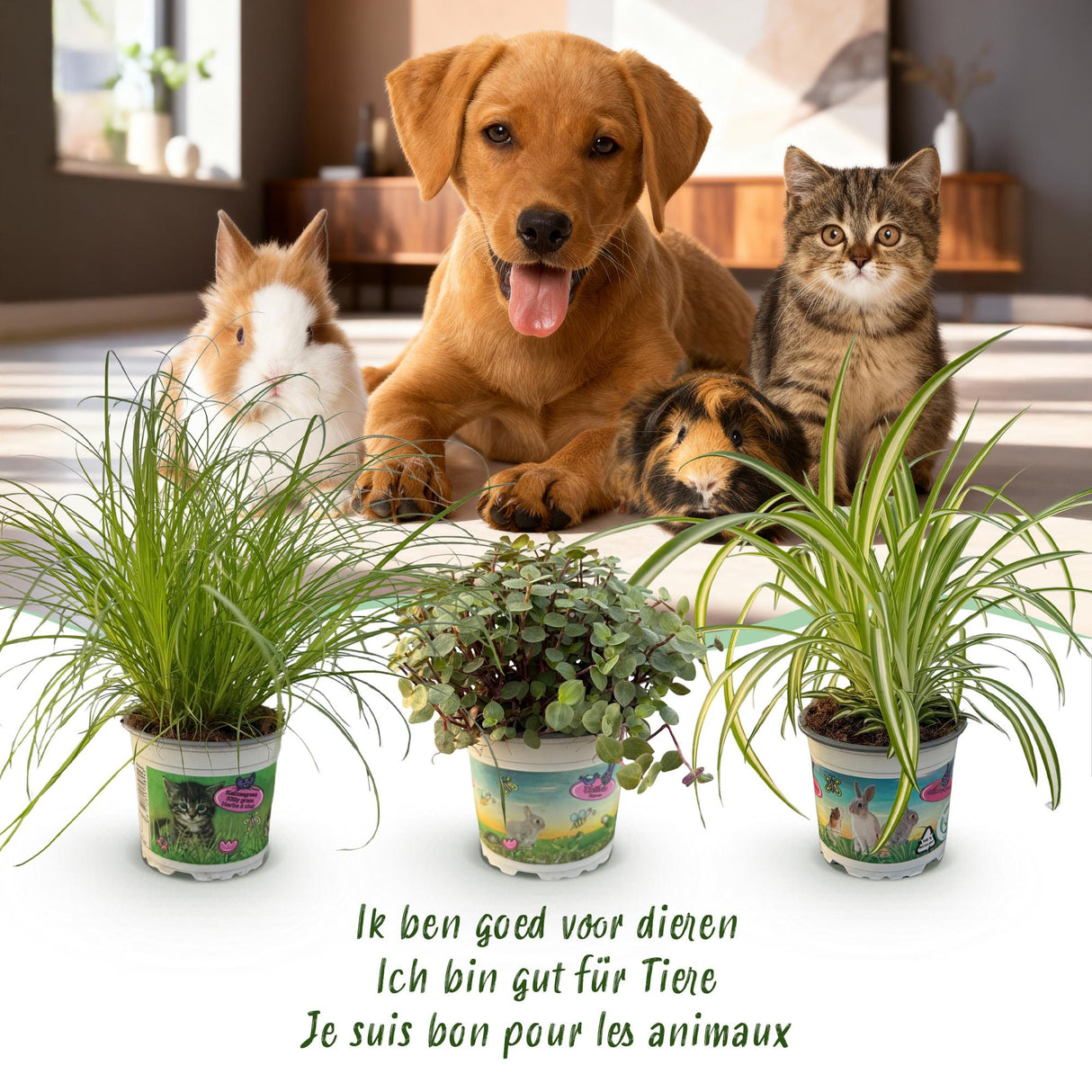 Livraison plante Pack Cyperus - Calissia - Chlorophytum