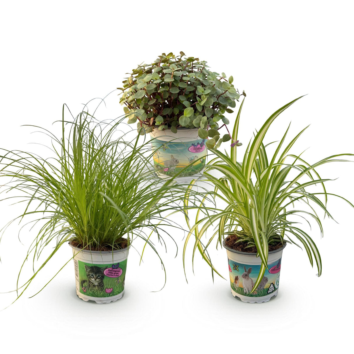 Livraison plante Pack Cyperus - Calissia - Chlorophytum
