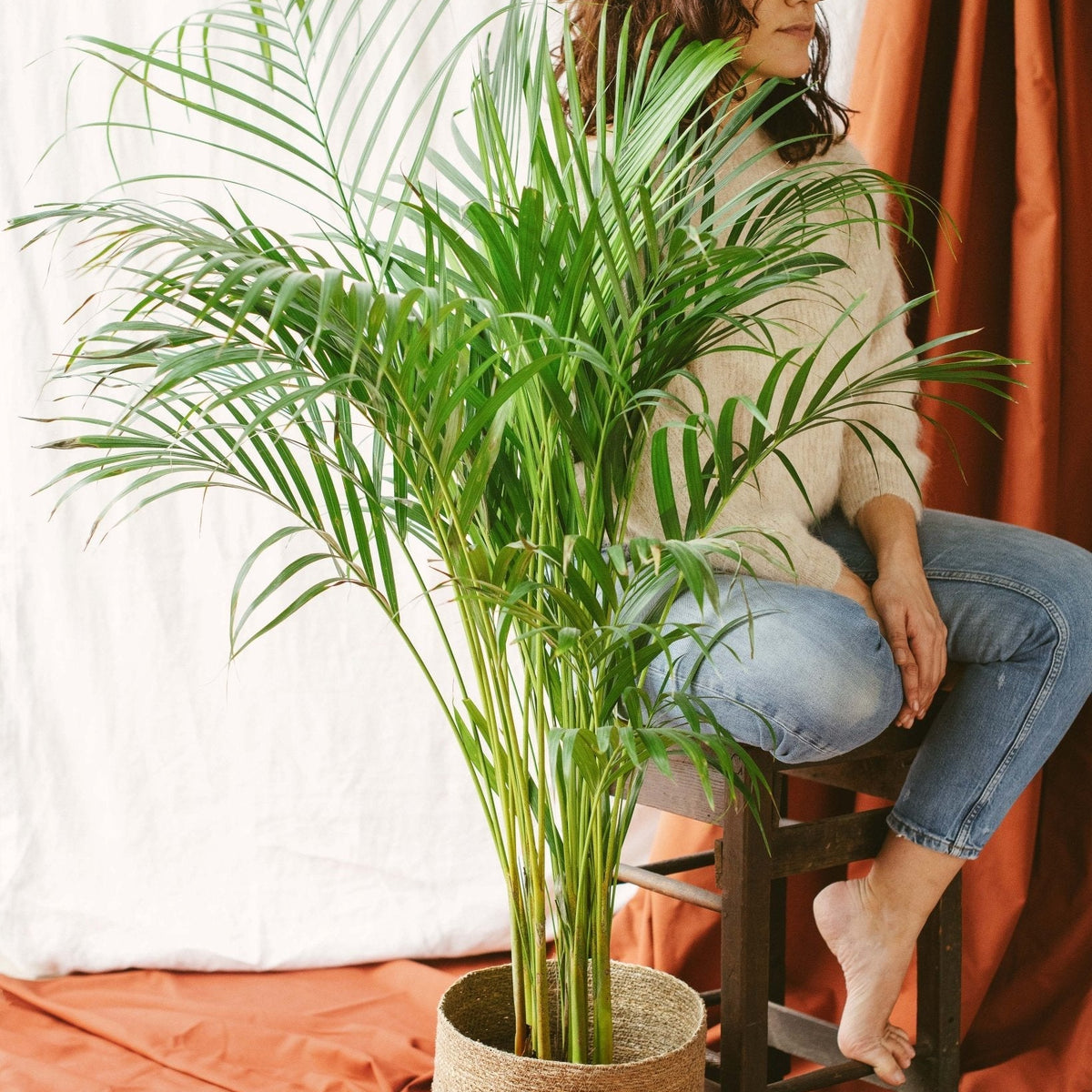 areca palma beneficios Palma Areca Dypsis Lutescens