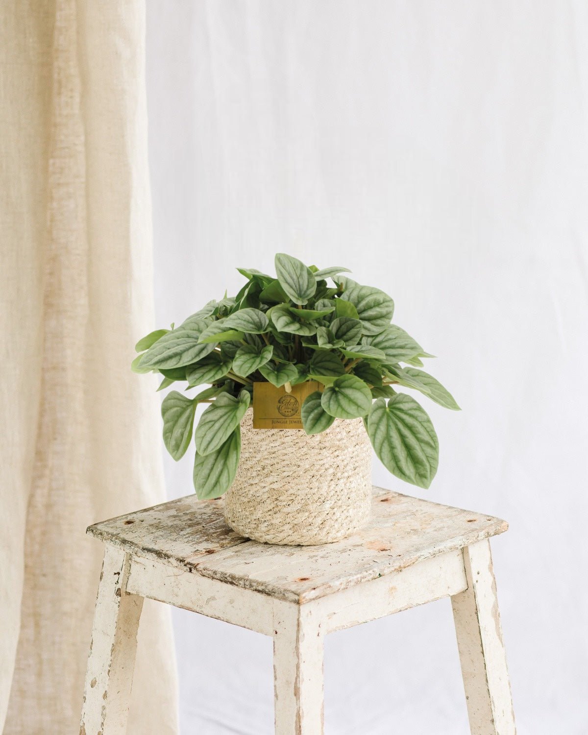 Livraison plante Peperomia Moonlight