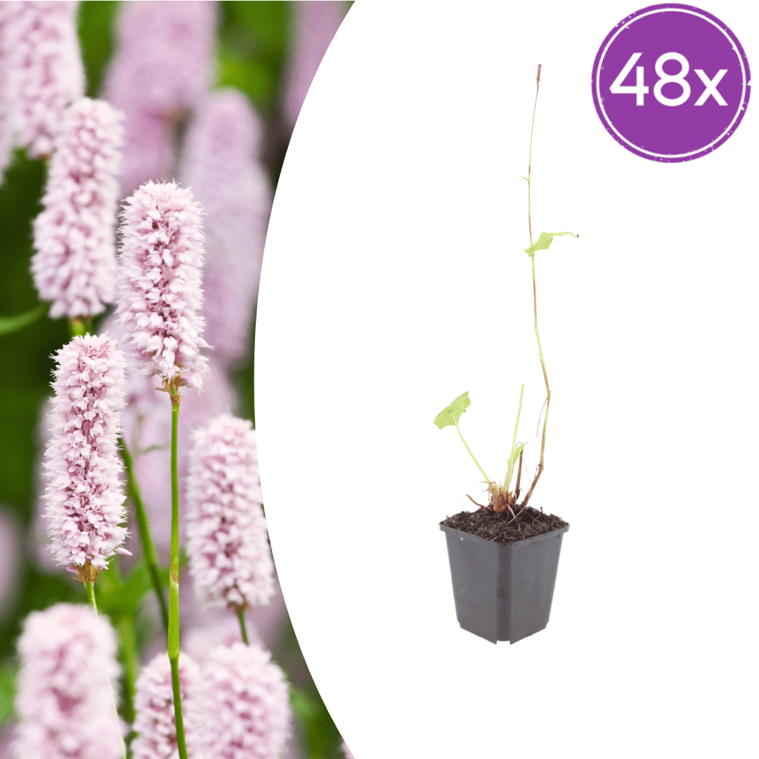 Livraison plante Persicaria bistorta