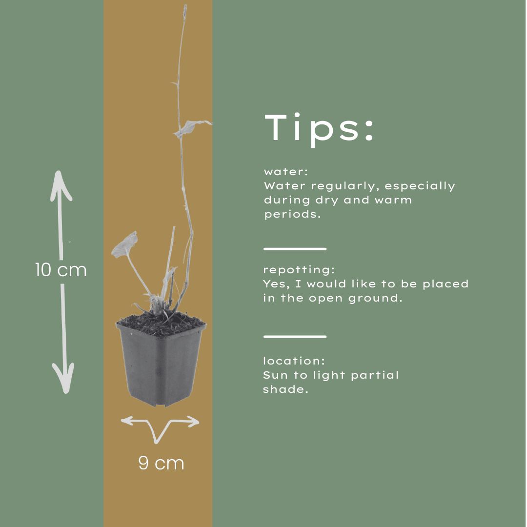 Livraison plante persicaria suberba