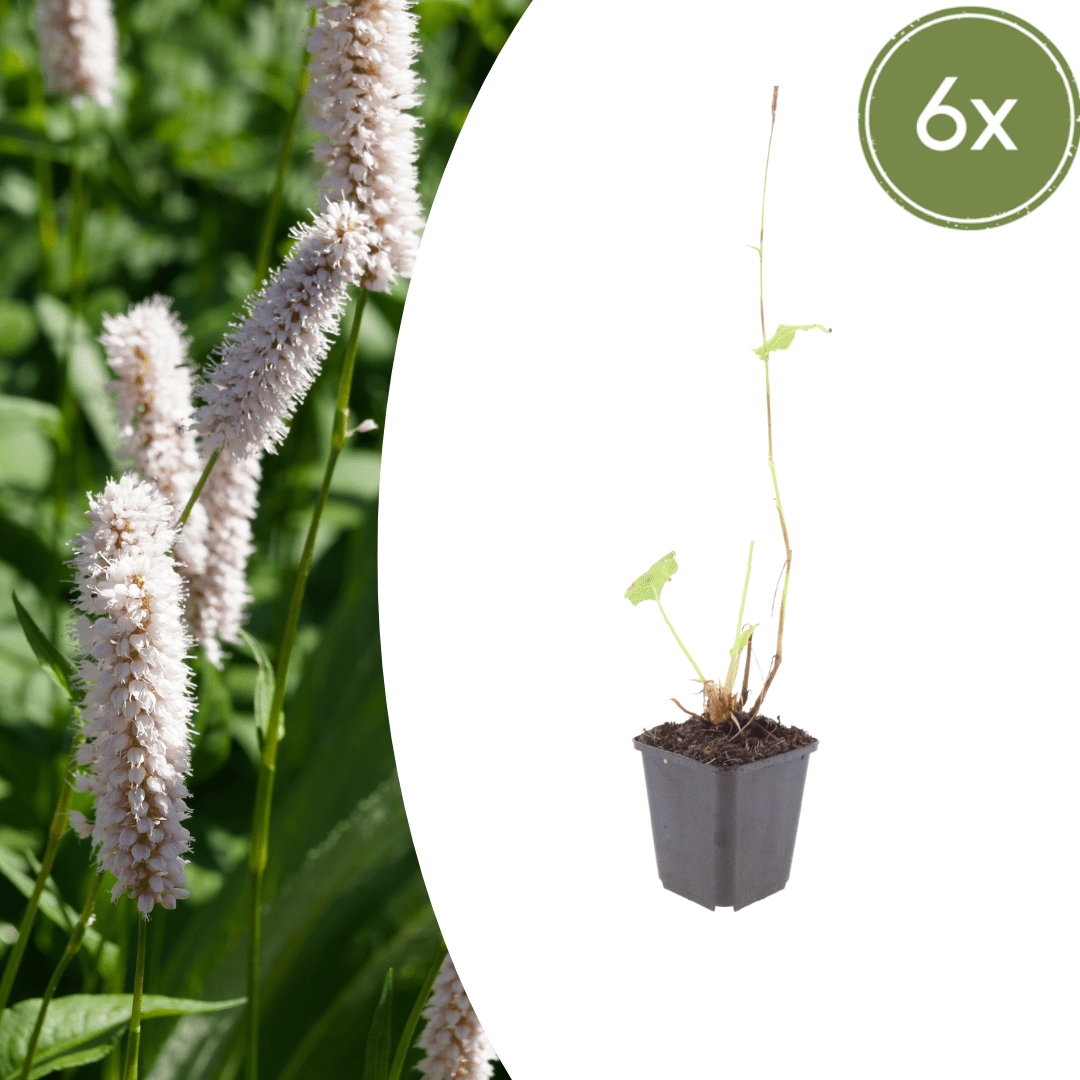 Livraison plante Persicaria superba