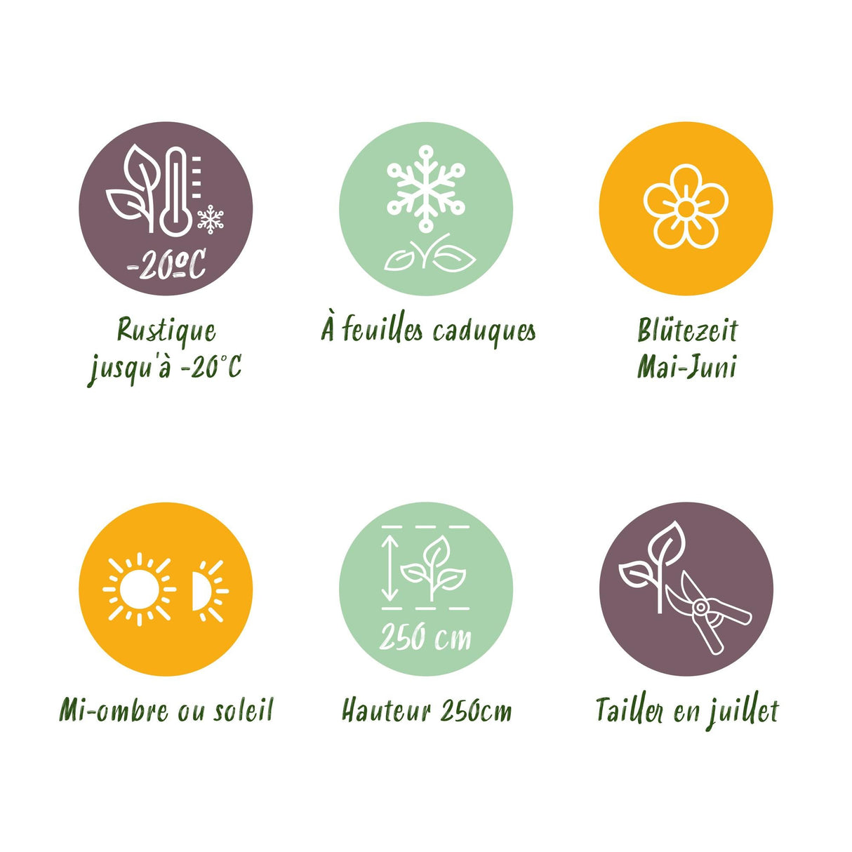 Livraison plante Philadelphus Snowbelle – Pot 17 cm – Hauteur 45 cm