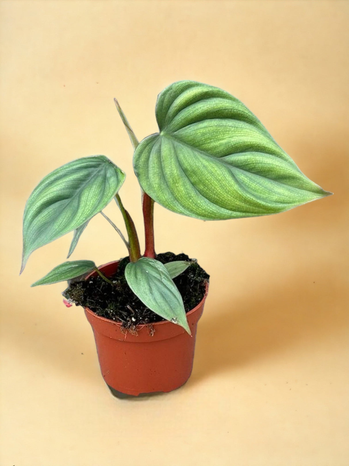 Livraison plante Philodendron Colombia